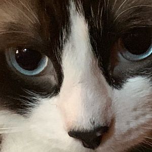 Meet your Posher, Gibran